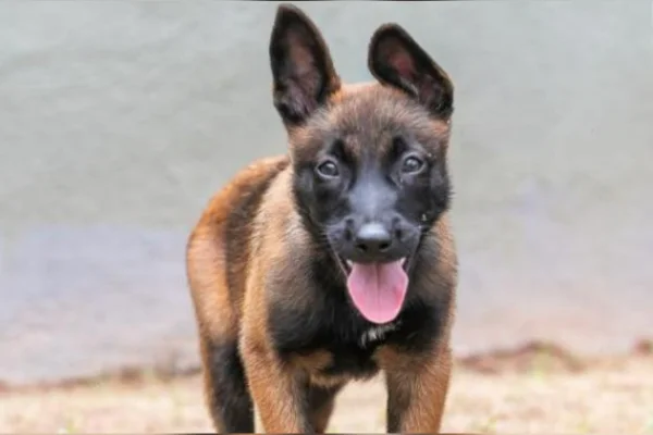 Cachorrinha da Guarda Municipal