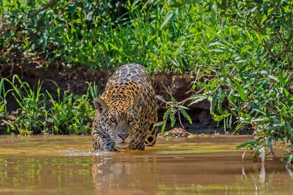 Na imagem com cor, onça-pintada