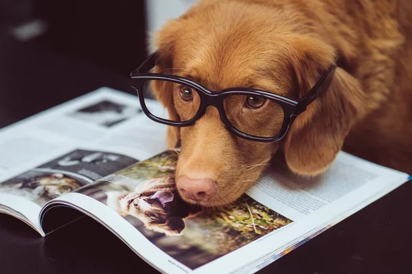 Estudo afirma que cães no ambiente de trabalho trazem benefícios