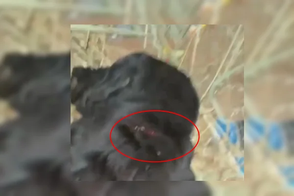 Policial militar mata cachorro durante abordagem no Novo Gama