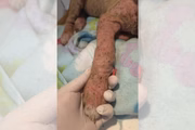 O principal sintoma é a coceira intensa, que leva o cão a se coçar e morder a pele, causando vermelhidão, feridas, crostas e perda de pelos