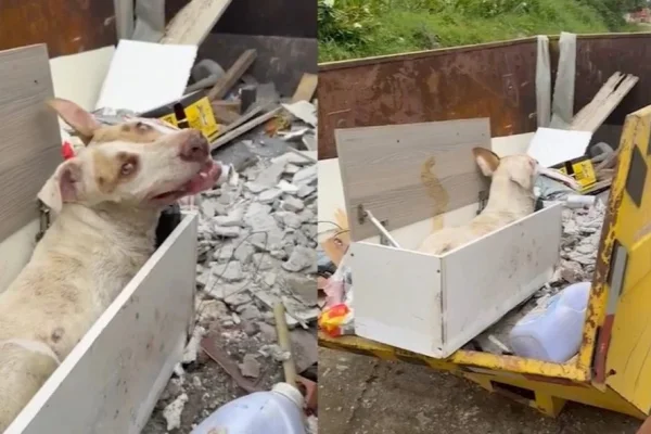 Foto colorida de cão doente encontrado abandonado em caçamba de lixo no Paraná - Metrópoles