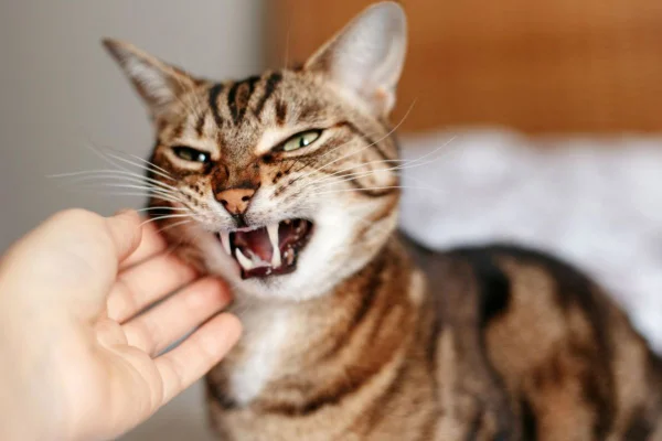 Gato