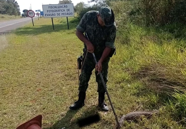 Policial captura jacaré em Araras