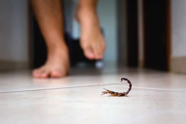 Pessoa caminha em casa com escorpiões solto - Metrópoles