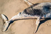 Baleia-jubarte encalhada em praia de Itanhaém