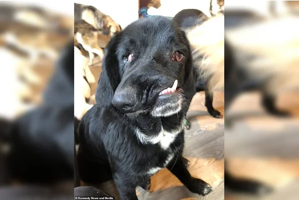 Conheça Bethany, a cachorrinha de “cara torta” que procura um lar