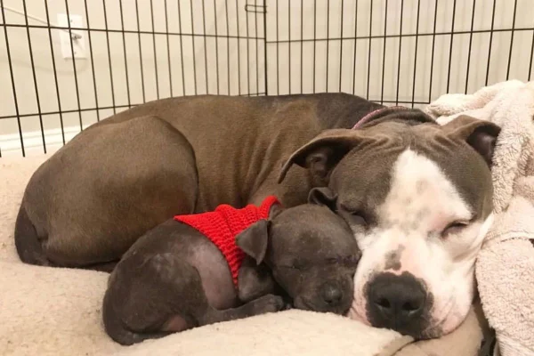 Daya e Raisin, dois cachorros dormindo juntos