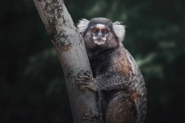 Imagem mostra um sagui comum, que é um pequeno macaco com tufos brancos nas orelhas, segurando um galho - Metrópoles