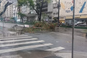 Árvore cai durante temporal e interdita Avenida Ipiranga
