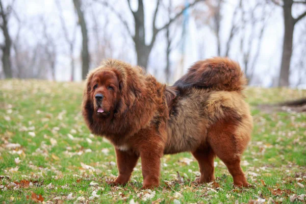 mastim tibetano