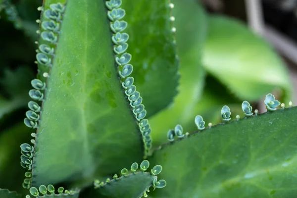 Imagem mostra a planta Kalanchoe pinnata, que tem várias flores nascendo de uma grande folha verde - Metrópoles