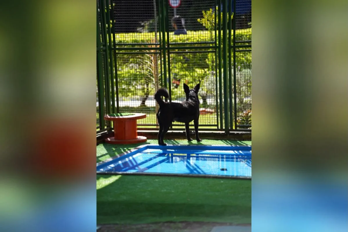 “Impostor Alemão” e mais: Prefeitura de SP terá feira de adoção de animais - imagem 4 “Impostor Alemão” e mais: Prefeitura de SP terá feira de adoção de animais - imagem 4