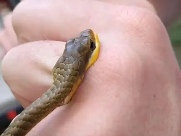 cobra picando biólogo