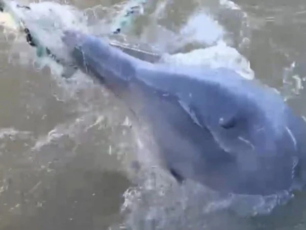 Foto colorad de golfinho preso em rede de pesca ilegal - Metrópoles