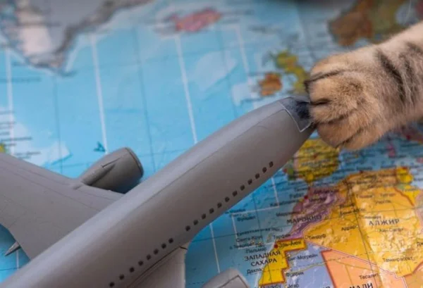 CIA AEREA - Metrópoles