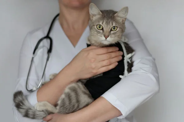 Pets operado, gatinho no colo da veterinaria