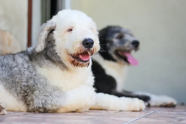 Cachorro pets é o bicho
