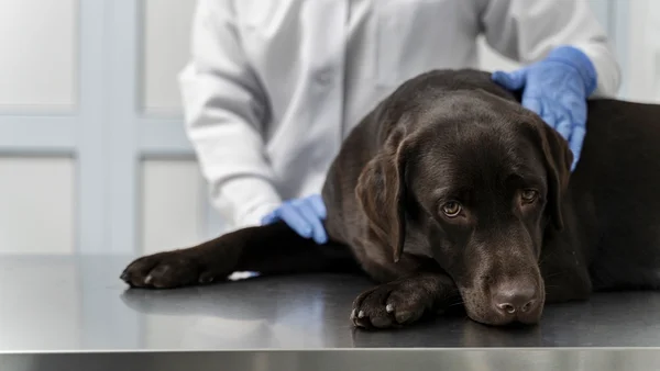 Foto colorida de cachorro amedrontado no veterinário