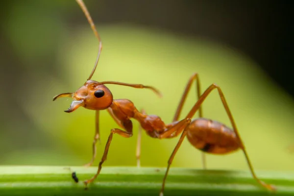 Formiga