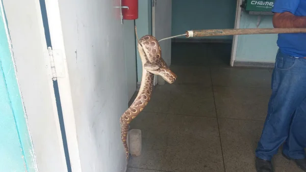 PM apreende cobra que pode ser jiboia roubada no Park Way
