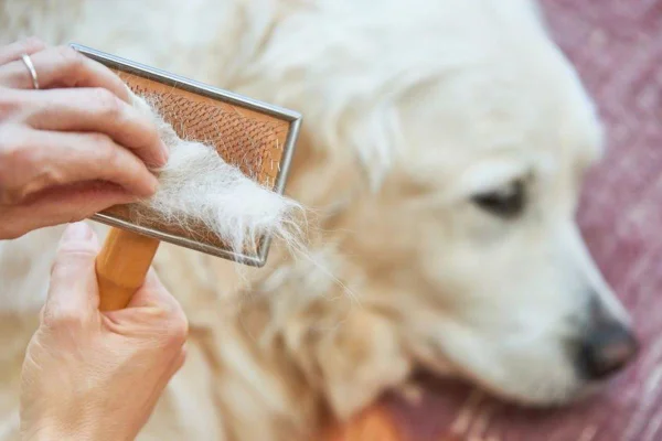 Na foto temos um cachorro de pelo branco deitado ao fudo e em primeiro plano uma escovinha cheia de pelos