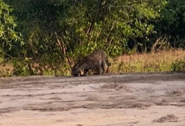 Captura de imagem colorida de onça comendo piranha em rio do Tocantins - Metrópoles