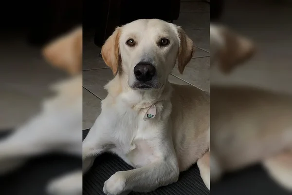 Vídeo: um caso de maus-tratos por dia; veja como é a reabilitação de pets no DF