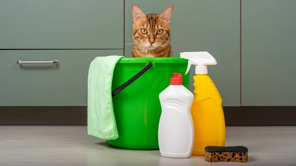 Gato e produtos de limpeza