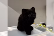 Outras espécies de felinos silvestres também podem apresentar este tipo de anomalia genética