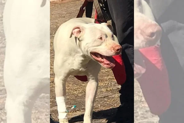 Pit-bull sansão