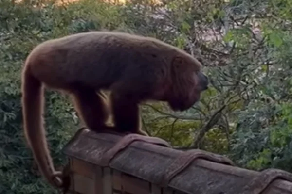 Imagem colorida de macaco - Metrópoles