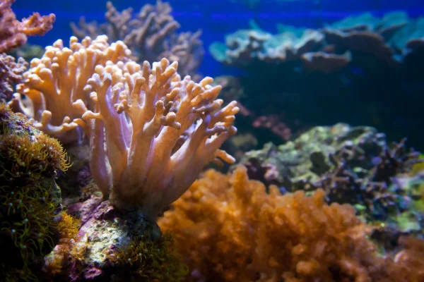 Foto colorida de coral no fundo do mar - Metrópoles
