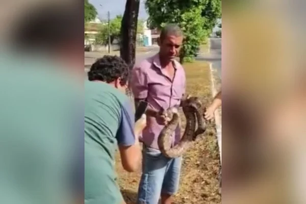 cobra avenida rua goiania video jiboia