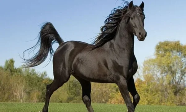 cavalo de raça