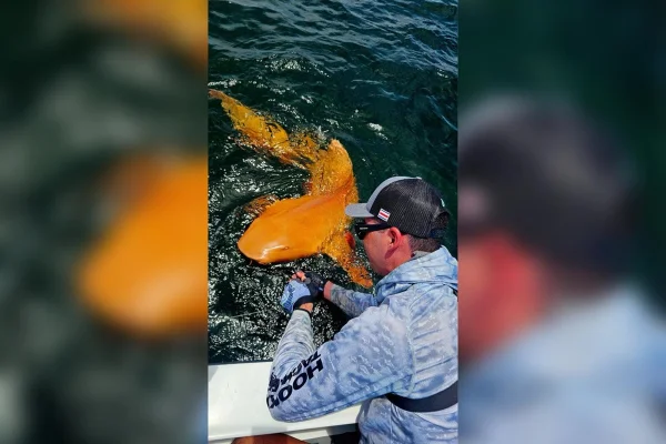 Imagem colorida de homem perto de tubarão laranja na Costa Rica - Metrópoles