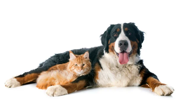 Gato a cachorro juntos