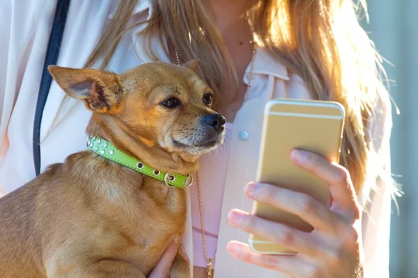 Pets influencers: 10 contas fofas de animais para seguir no Instagram