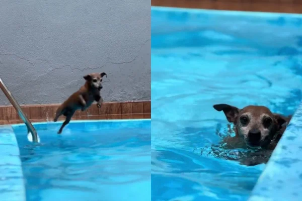 Foto colorida de um cachorro na piscina - Metrópoles
