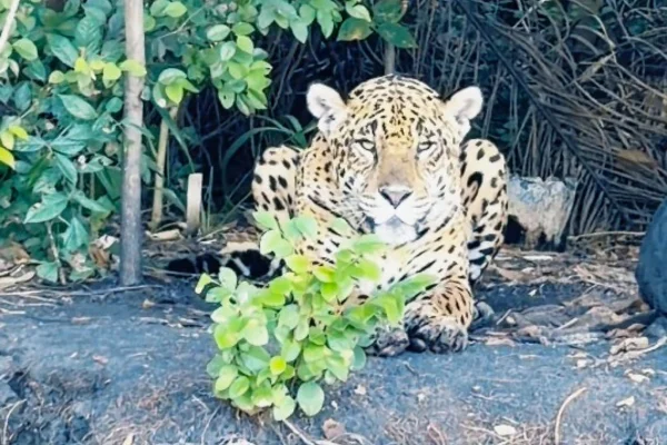 iMAGEM COLORIDA, onça avistada no Pantanal - Metrópoles