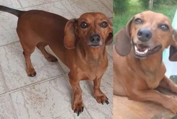 Priscila Monteiro já contratou cães farejadores, carro de som e mandou fazer outdoor para procurar Sandy, sua cachorra que sumiu em Caçapava - Metrópoles