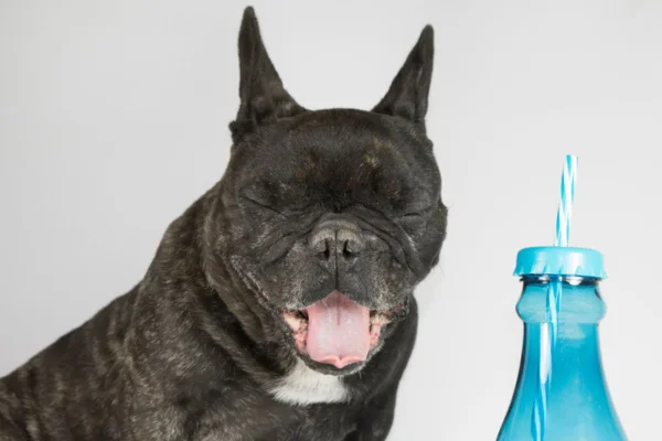 Experts ensinam 6 formas de cuidar do seu cachorro durante a seca