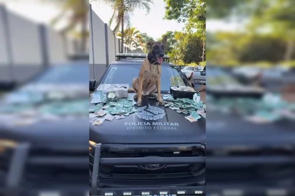 cão farejador da PMDF