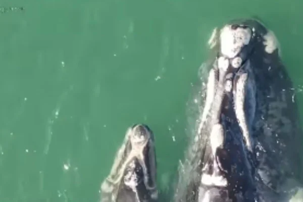 Foto colorida de baleia com rede de pesca presa à cabeça, ao lado de seu filhote - Metrópoles