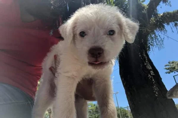 Jovem adota cachorro a caminho da prova e o chama de Enem