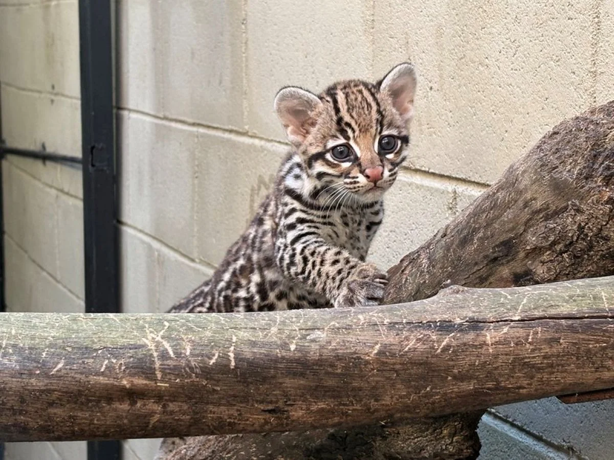 Nova moradora: filhote de jaguatirica nasce no zoológico de São Paulo - imagem 4 Nova moradora: filhote de jaguatirica nasce no zoológico de São Paulo - imagem 4