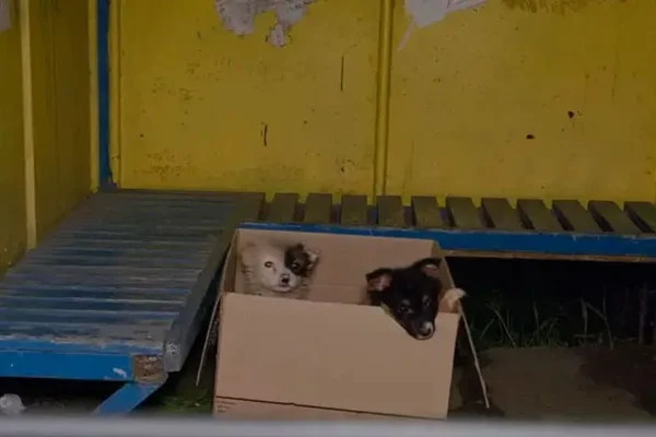 Cachorros em caixa de papelão - Metrópoles