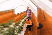 Com a explosão da procura por sobremesas com morango, o preço do quilo subiu de R$ 30 para R$ 50 — e a renda no campo acompanha esse movimento