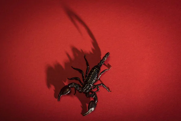 Foto colorida de um escorpião preto em uma superfície vermelha, com sua sombra aparecendo - Metrópoles