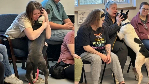 Fotos coloridas de cães escolhendo tutores em evento de adoção